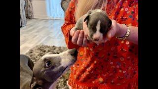 We're Getting A Whippet Puppy!