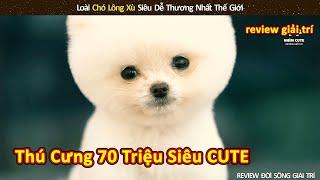 Chú chó lông xù siêu dễ thương bạc triệu của các dân chơi thú vị ra sao || Review Giải Trí Đời Sống