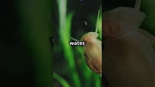 The Amazing Apple Snail - Nature's Little Wonder!