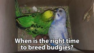 When are budgies ready to breed? (breeding condition)