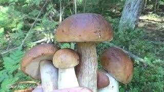 Грибы Боровики и Лисички август 2019 Беларусь Mushrooms