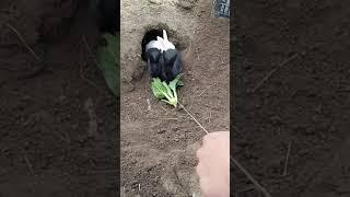 RABBIT MOM  you can't guess how many to go in, Videos Cute moment you never know before #yt #604