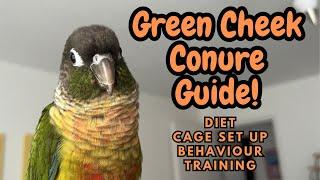 Green Cheek Conure Guide | Conure Care Guide | Diet, Cage, Behaviour, Training | TheParrotTeacher