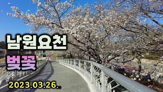 남원벚꽃｜남원천변｜요천벚꽃｜cherry blossoms in korea｜(2023.03.26.)