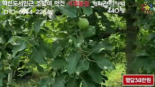 김천농지/김천토지/김천부동산/김천혁신도시인근 조망이 좋은 사과밭 매매