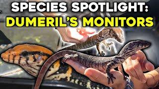 Species Spotlight: The Amazing Dumeril's Monitors!