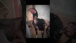 Galwa Aseel Ma sha Allah ️ #aseel#chicken#dehati#pind#mianwali#saraiki#birds#chicken#chicks#pigeon