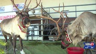 Reindeer, Santa pay an early visit to Redmond Coastal