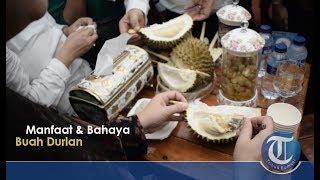 Manfaat dan Bahaya Buah Durian Bagi Kesehatan