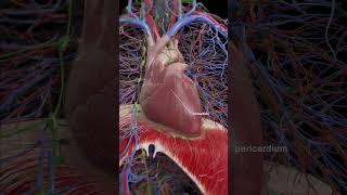 3d animation of the Pericardium  #meded #anatomy #3dmodel