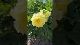 Living life in color #peonies #oregon #usa #photography #beauty