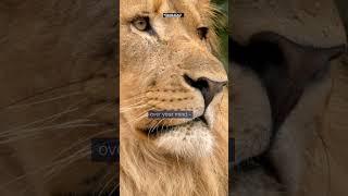 The Last Stoic Rules#stoic #lion #quotesoftheday #inspirationalspeech #motivation