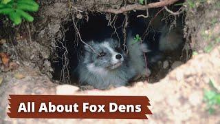 Fox Dens | How to Identify a Fox Den