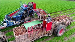 Harvesting Carrots | Fendt 516 w/ Asalift 2-row sharelifter | Samon Box Carts | de Zeeuw
