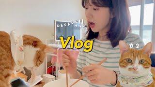 고양이랑 둘이 사는 vlog  개냥이 여우 | 수제비 만들기 | 김치부침개 | 오이샌드위치 | 말차라떼 |