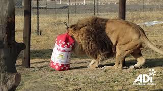 Ruben the lonely lion takes his first steps in Africa