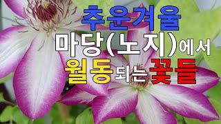 추운겨울 마당(노지)에서 월동되는 꽃들