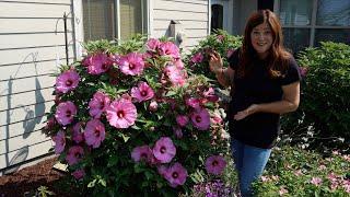 Update Tour of the Hibiscus We’ve Planted the Last Few Years!  // Garden Answer