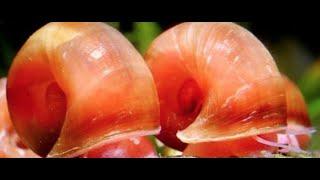 Ramshorn Snails  (Planorbella sp):  Ideal Freshwater Aquarium Clean up Crew