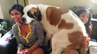 When Your Big Dog Thinks He's a Lap Dog!  Funny Dog and Human
