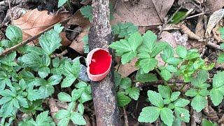 Where to find Scarlet Elf Cup mushrooms 