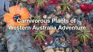 Carnivorous Plants of Western Australia Adventure