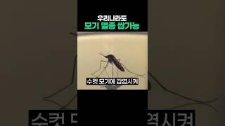모기 멸종 쌉가능한 이유
