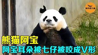 被七仔咬成最好认的大熊猫，V形耳朵的阿宝，还能不能和七仔见面？【看核桃补脑】