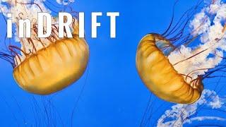 IN DRIFT (Full Album) Blahgo (Mitch Michelle) LoFi JazzHop Chill