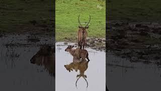 Необычное поведение водяного козла.