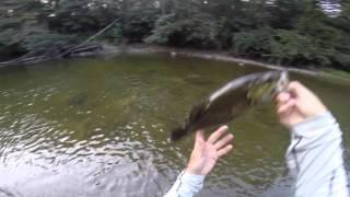 2015 Smallmouth Action