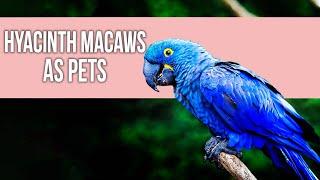 Hyacinth Macaws as Pets: A Complete Care Guide