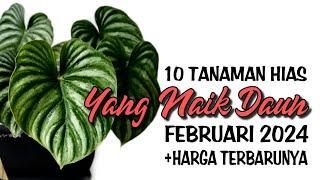 10 Tanaman Hias Yang Naik Daun Februari 2024