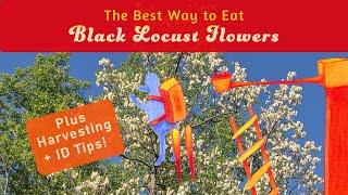 How to Forage  and Identify Edible Black Locust Flowers (Robinia pseudoacacia)