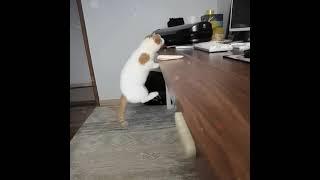 Munchkin Cat jumps on table #shorts  #munchkins #cat #cute #kitten