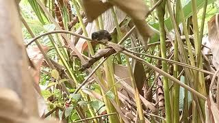 Juvenile pied fantail and parent.