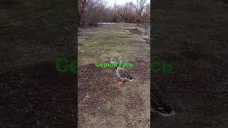 Серый гусь на реке