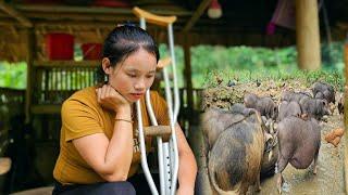 Harvest the garden of long green beans and bring them to the market to sell l LÝ THI SAI