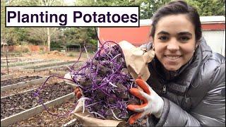 Square Foot Gardening Method for Potatoes | Zone 8b