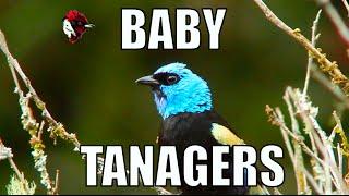 Blue-necked Tanager, from hatchlings to fledglings - Biodiversity Shorts #15