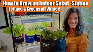 How to Grow an Indoor Salad Station - Lettuce & Greens all Winter!