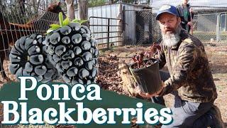 The World's Sweetest Blackberry! - Ponca Blackberries - EP 198