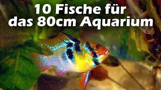 10 Fische für das 80cm Aquarium (136)