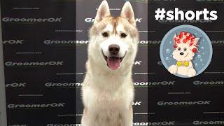 Adorable Husky - GroomerOK #shorts