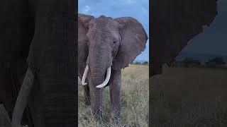 Animal Planet 4K: Captivating Wildlife Experience Enhanced by Inspiring Melodies.