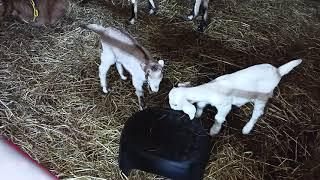 Brave Little Goats , Having Fun 