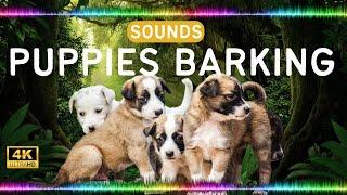 Puppies Barking  Sound Effects High Quality Animal Sounds Library