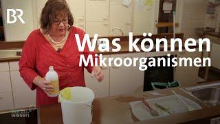 Effektive Mikroorganismen: Test - Wie sinnvoll sind EM im Haushalt? | Gut zu wissen | BR