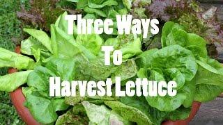 Three Ways To Harvest Lettuce-Gardening Basics