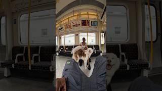 Viola really liked her!! #youtubeshorts #shorts #husky #train #fyp #travel #beautiful #viral #pet